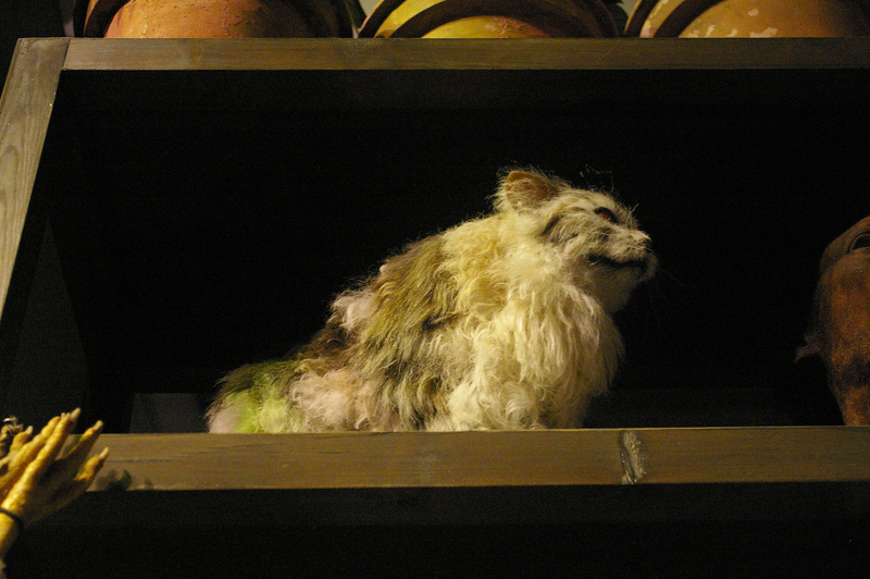 Illustration for article titled The Ultimate Guide to Evil Cats in Science Fiction and Fantasy